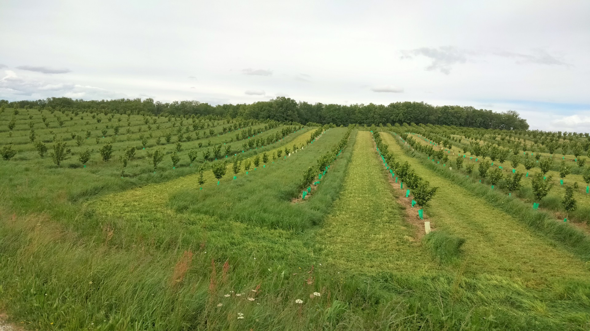 Plantation
